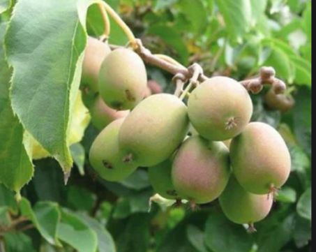 Как добавить яркие акценты в свой сад: полезные советы по выбору новых растений