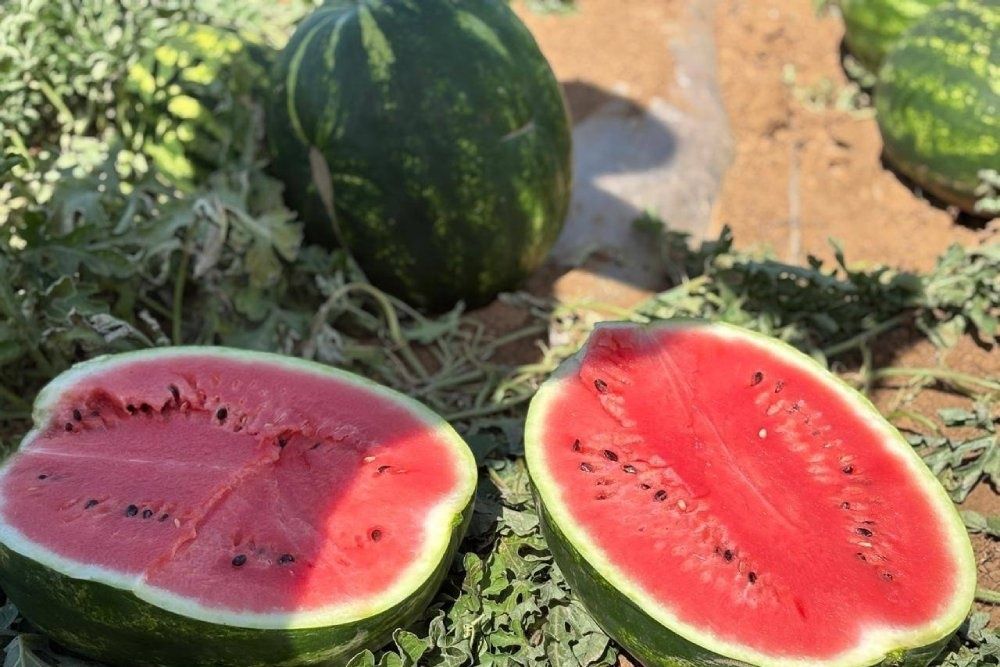 Международный день арбуза: секреты выбора и употребления сладкого чуда