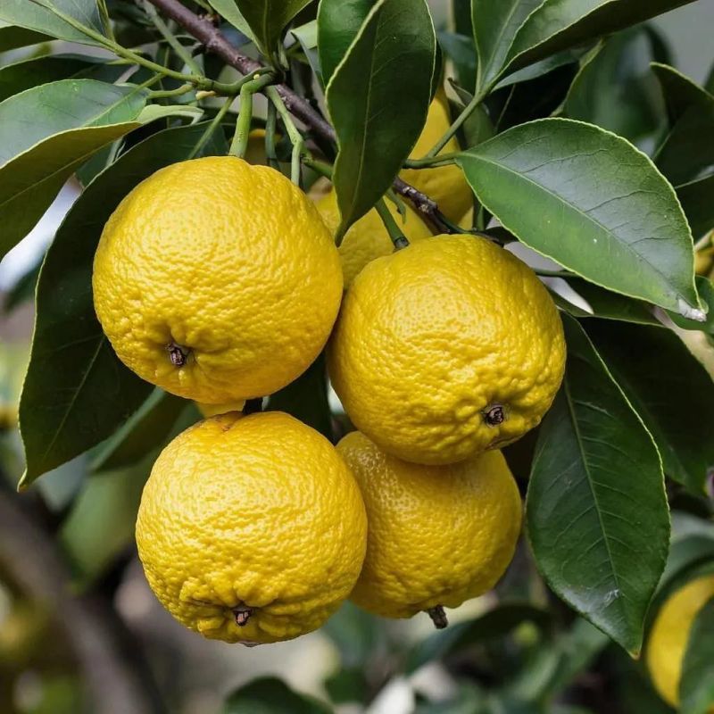 Юдзу: экзотический фрукт, завоевывающий российские прилавки