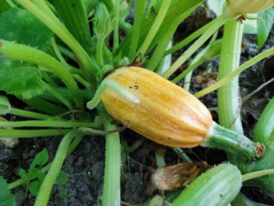 Кабачковая икра под вопросом: желтые и белые пятна на листьях кабачков