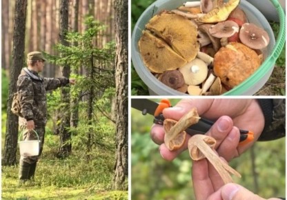 Тайны тихой охоты: в лес с грибниками Ярославской области