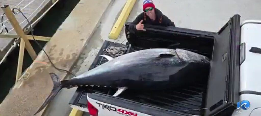 Вирджиния потрясена: рыбаки поймали тунца весом почти 380 килограммов