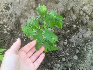 ����� ���������� ������: ������ �� �������� ���������