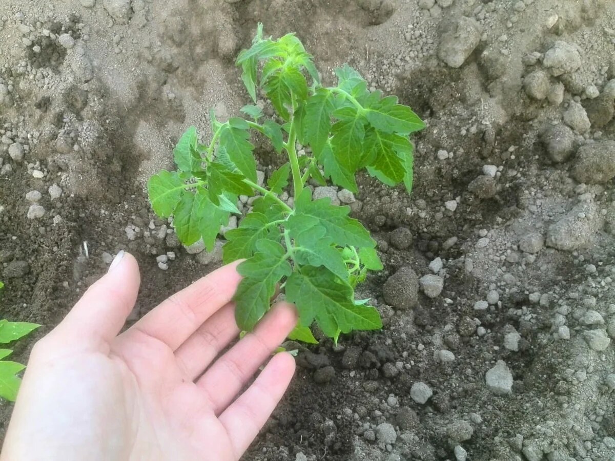 Когда высаживать томаты: советы по успешной пересадке