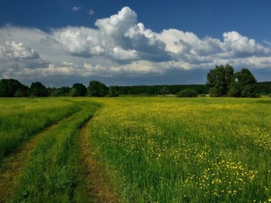 Зеленый ковёр под ногами: как трава изменила историю Земли