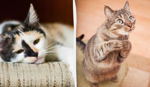 ��� ���������� ��� ������ �� �������� � ��������� �����