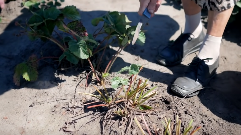 Почему обрезка садовой клубники в июле увеличивает урожай в два раза?