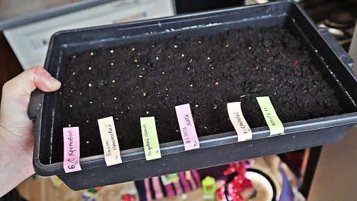 ������� ��������� ������ �������: ����� ������ �� �������� ������