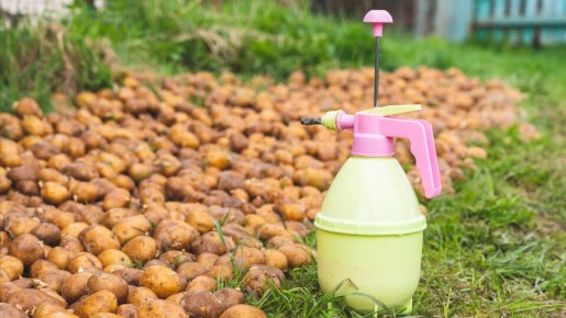 ��� �������� ���������: ������ ������ ��������� ����� ��������