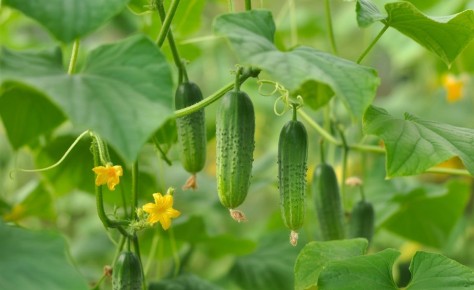 Как предотвратить пустующие грядки: простые решения для садоводов