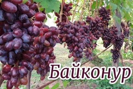 Где и как вырастить виноград Байконур: секреты успешного урожая