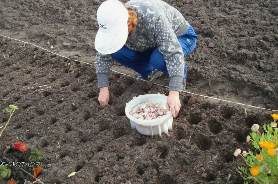 ������� ������ �������: ������ ������ ������� ������