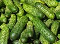 Как подготовить идеальные хрустящие огурцы на зиму: секреты и оригинальный рецепт пикулей