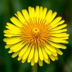 Как вернуть газону свежесть: эффективные методы борьбы с одуванчиками