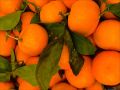Что стоит знать о мандаринах при определенных заболеваниях