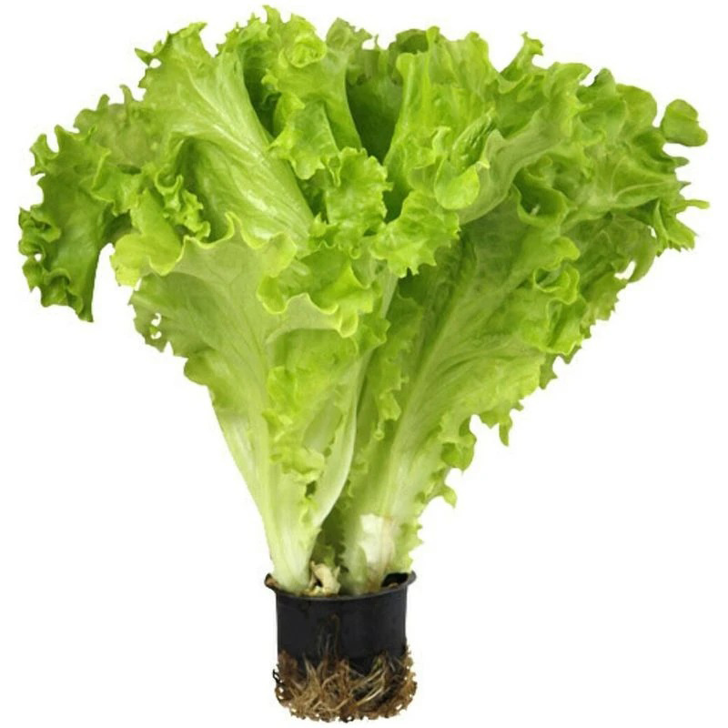 Зеленый оазис на вашем подоконнике