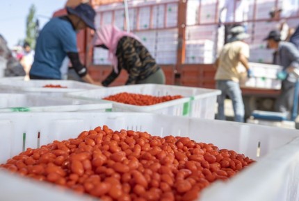 Ягоды годжи и спирулина: мифы и реальность для здоровья микробиоты