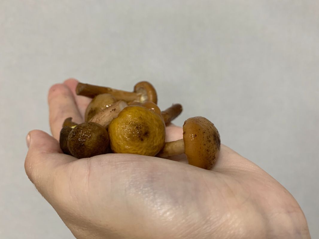 ��������� ������� �� ������: ������� ����� �� 10 ����� � ������ ����� 5 �����