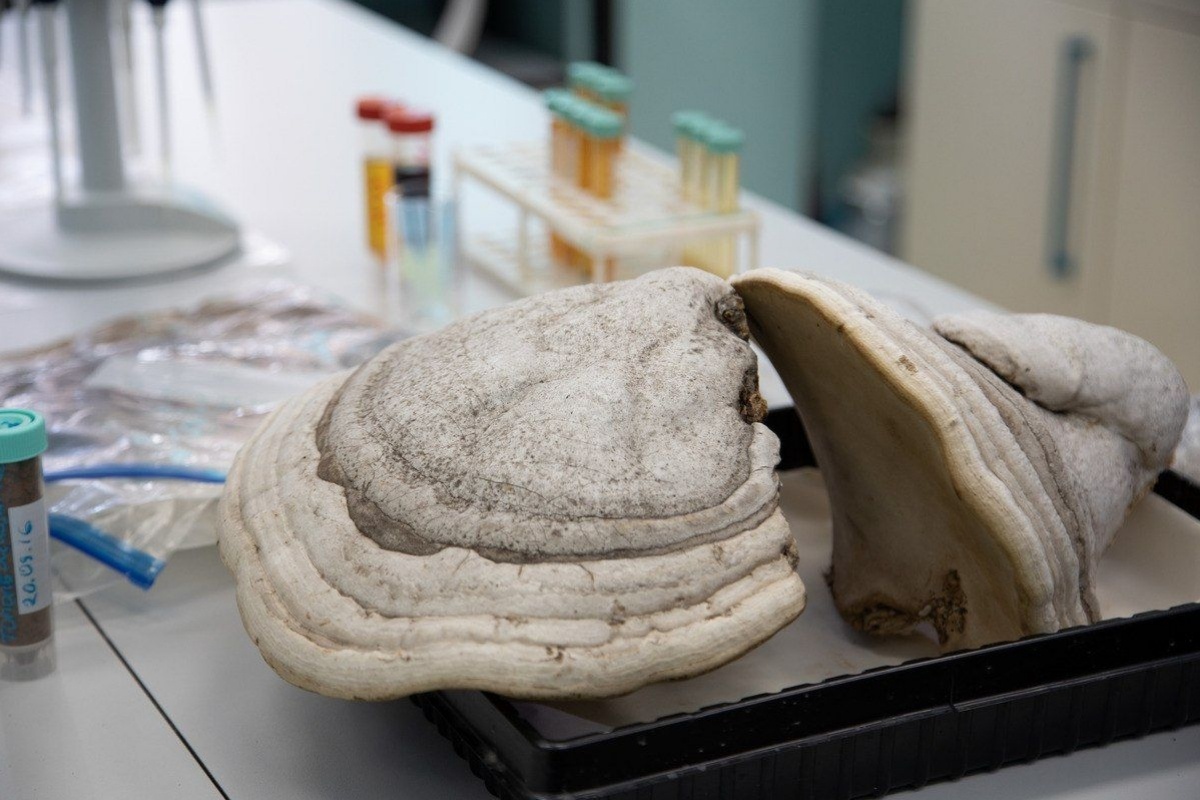 Уральские ученые разработали уникальную мазь для заживления ран на основе грибов