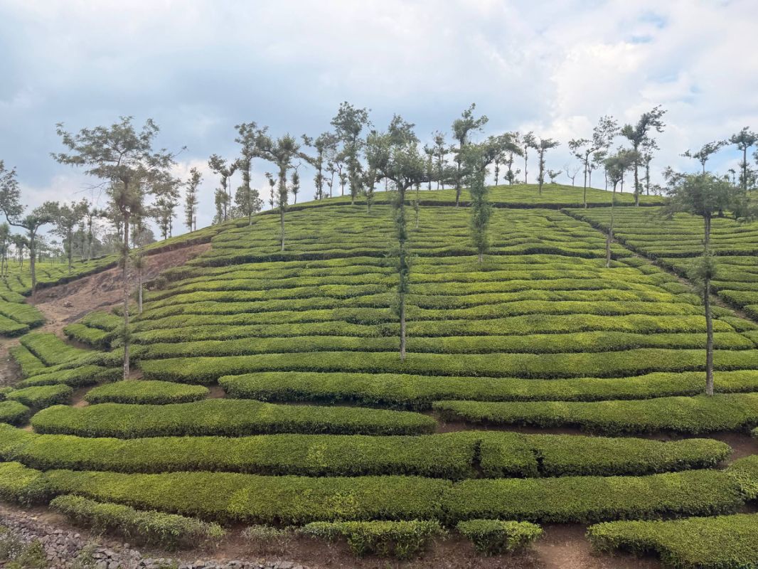 ������ ������� �����: ��� ������������ ����� �������� �������� ������