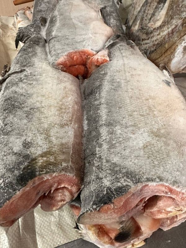 ����� ����� ��������: ������ ���� �� �������� ����