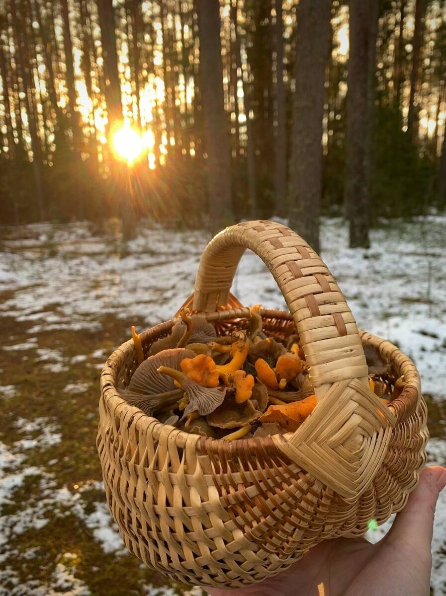 Солнечные сборы: петербуржка собирает урожай рыжиков