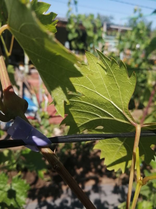 ��� �������� �������� �� ���������� � ��������