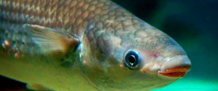 Кефаль губач (Chelon labrosus): старая знакомая рыба в новых водах