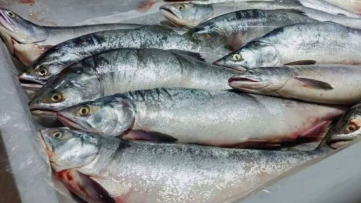 ��� ������������ ������ �������: 5 ���������� ������� ��� ��������� ����������