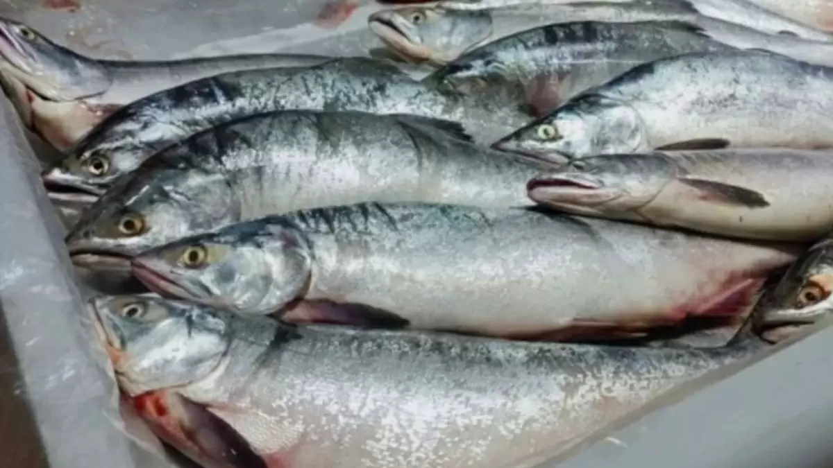 Как использовать рыхлую горбушу: 5 кулинарных решений для экономных домохозяек