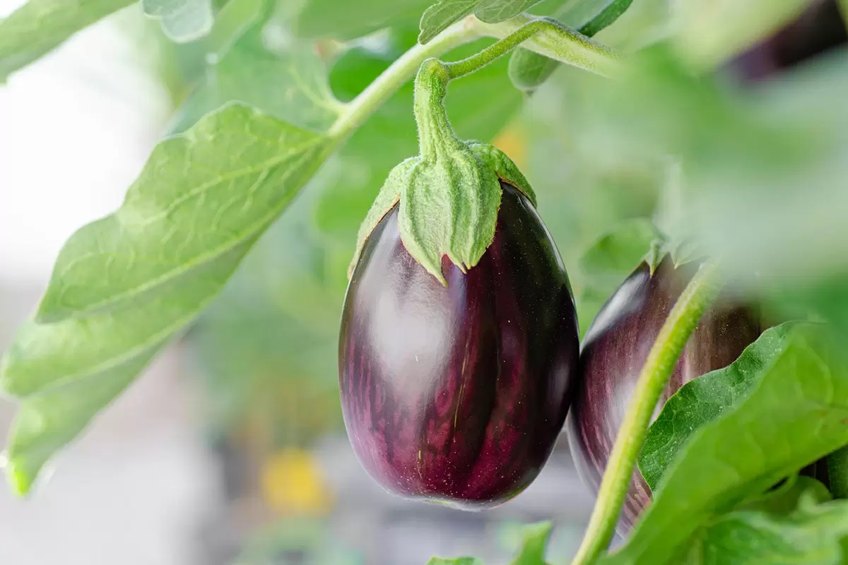 Когда сажать баклажаны: секреты качества урожая