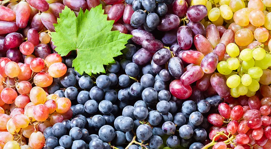 Сладкий август: настало время сбора винограда