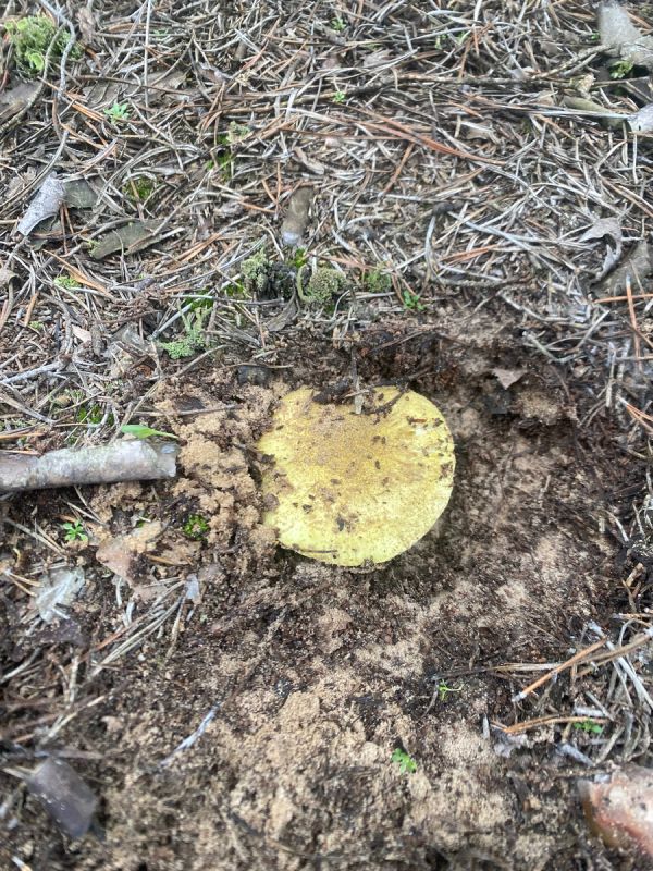 ���� ��� �� ������: ������� ����������� ��������� � �������