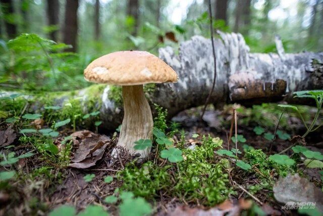 ����� ����: ��� ��� ���������� � �� ��������� � �������