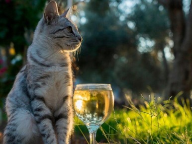 � ����� �������� ��������� ���������� ���� ��� �������� ��������