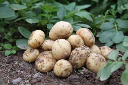 � ��������� ����� ��������� � ����: �����, ������� �� ������ ���������