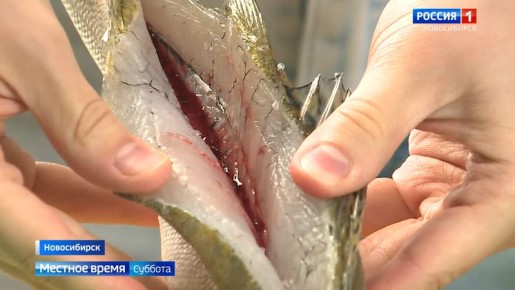 ��������� �����������: ������������ �������� ���� ���������� � ������ �����