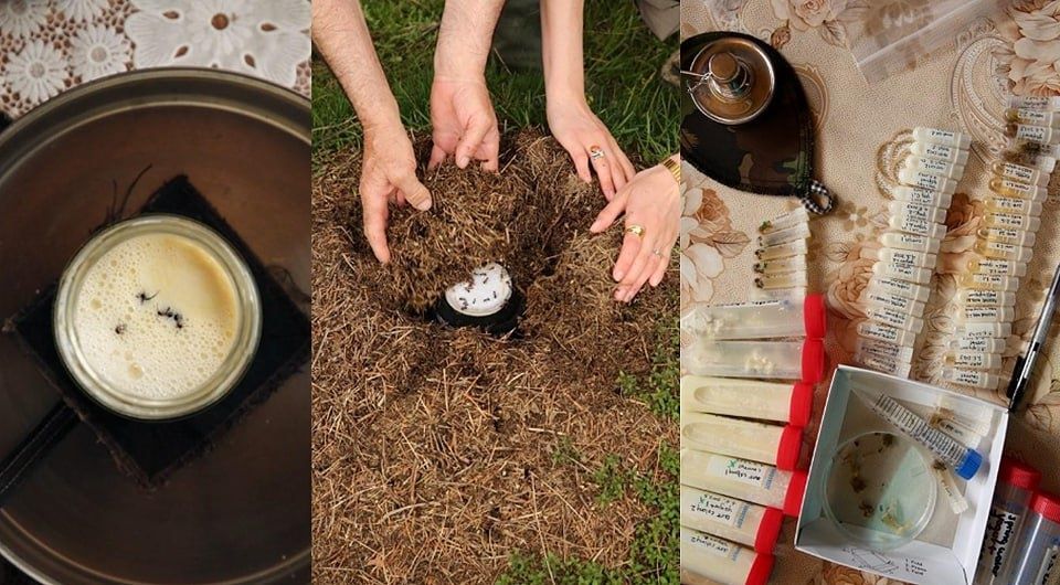 Как живые муравьи превращают молоко в йогурт: древние секреты кочевников