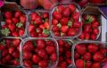 Летние лакомства России: наслаждаемся вкусом свежих продуктов